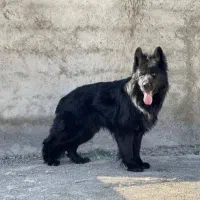 سگ گارد و نگهبان ژرمن شپرد بلک شولاین204