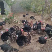 فروش بوقلمون محلی عمده خورده|حیوانات مزرعه|بوکان, |دیوار