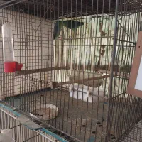 فروش یک جفت پروتلت جوان سبز رنگ|پرنده|آمل, |دیوار