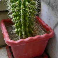 گل طبیعی