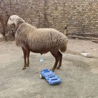 قوچ مغان کله سفید درجه یک|حیوانات مزرعه|دینور, |دیوار