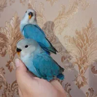 طوطی برزیلی بچه سرلاکی