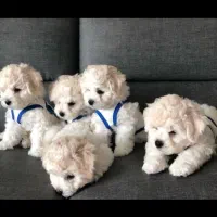 توله سگ پشمالو (پودل کراس) سایز جیبی