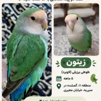 گمشده منطقه ۱۱