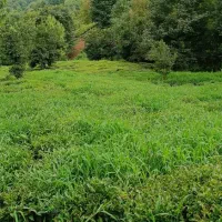 زمین باغی ۹۰۰۰ متری|فروش زمین و ملک کلنگی|لنگرود, |دیوار