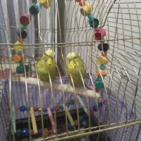 یه جفت مرغ عشق