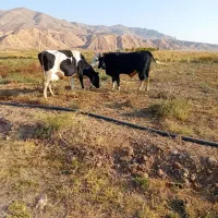 دو‌عددگاو‌یکی‌نر‌ویکی‌ماده‌شیری