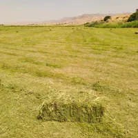 یونجه