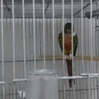 فروش دو عدد گرینچیک و دوعدد عروس|پرنده|بهبهان, |دیوار