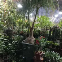 نمایشگاه گل وگیاه