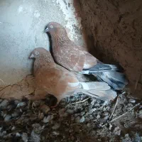کبوتر|پرنده|اهواز, سیصد دستگاه|دیوار