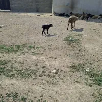 بره شیری