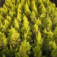 لاوسون سرو طلایی کاج طلایی گل و گیاه