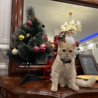 گوشی تلفن ایفون ۱۴