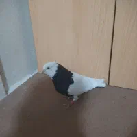 کفتر پرشی طوقی نر سیاه