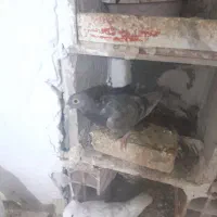 جوجه سار|پرنده|بجنورد, |دیوار