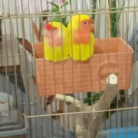 ی جفت طوطی برزیلی|پرنده|کرمانشاه, |دیوار