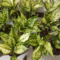 گل وگیاه اگلونما برفی