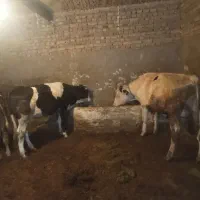 گوساله|حیوانات مزرعه|اسدآباد, |دیوار
