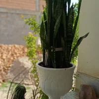 فروش انواع گل سانسوریا