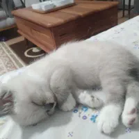 گربه|گربه|گرگان, |دیوار