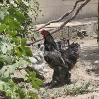 سه عدد مرغ و خروس|پرنده|هشتگرد, شهرک بعثت|دیوار