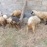 بره|حیوانات مزرعه|جیرفت, |دیوار