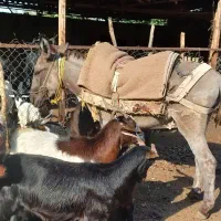 الاغ فروشی گوسفندی|حیوانات مزرعه|گرگان, |دیوار