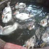 فروش غاز نر و ماده|حیوانات مزرعه|آذرشهر, |دیوار