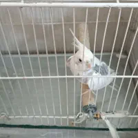 عروس هلندی نر