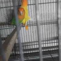 کتوله باتخم|پرنده|آران و بیدگل, |دیوار