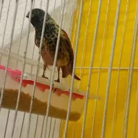 تعدادی گلبسر مست ویک عدد قناری نرسرخ