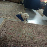 فروش سگ شیتزو