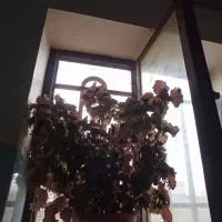 18گلدون|گل و گیاه طبیعی|چناران, |دیوار