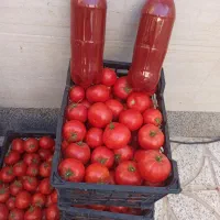 بهترین گوجه برای فروش رب برای شما در نظر داریم