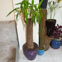 تعداد محدود درختچه زینتی