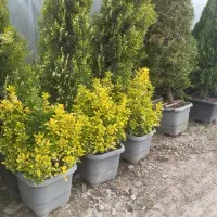 کارشناس فضای سبز و گونه های زینتی
