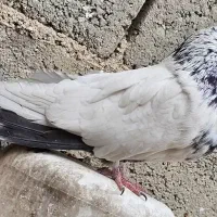 سرخ نوک قنار کله سرخ نوک چفت کله ای کله دم سبز|پرنده|خزل, |دیوار