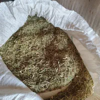 خار شتر