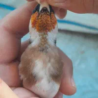 سهره کراواتی بدون توضیح