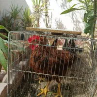 فروش یاتعویض خروس بامرغ تخم گذار|حیوانات مزرعه|شیراز, گلدشت معالی‌آباد|دیوار