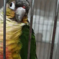 ۱عددگرینچیک یلوساید،عروس هلندی،قناری،مرغ عشق،فنچ