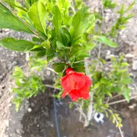 باغچه ۷۵۰ متر با سهمیه آب به صورت نقد و چک|فروش زمین و ملک کلنگی|رباط‌کریم, رباط‌کریم|دیوار