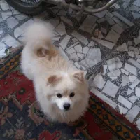 سگ پاکوتاه پومرانیان