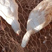 سلام غاز فروشی