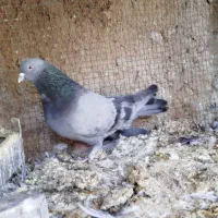 دوتا نر سبز پر بکار بخور