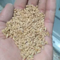 گندم چمران ۲بذری|حیوانات مزرعه|اهواز, دغاغله|دیوار