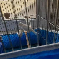 قناری نر شلاقی