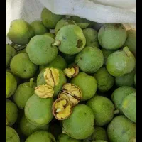 خریدار گردو در کل استان همدان