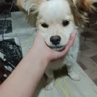 سگ اشپیتز|سگ|شیراز, درکی|دیوار